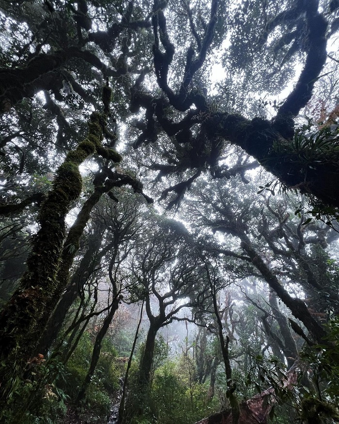 Tà Xùa là rừng rêu đẹp trên thế giới khiến người ta phải tò mò