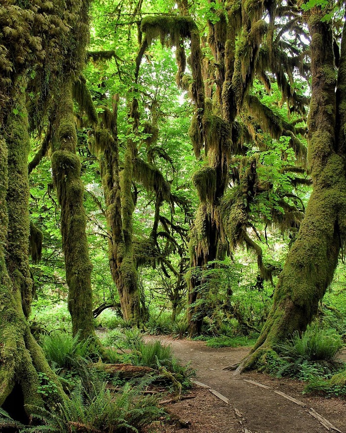 Hoh Rain là rừng rêu đẹp trên thế giới với thảm thực vật xanh mướt