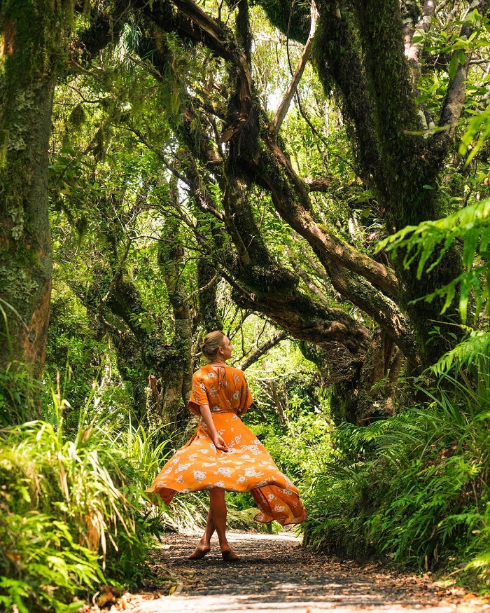 Goblin là rừng rêu đẹp trên thế giới với cảnh sắc tuyệt diệu