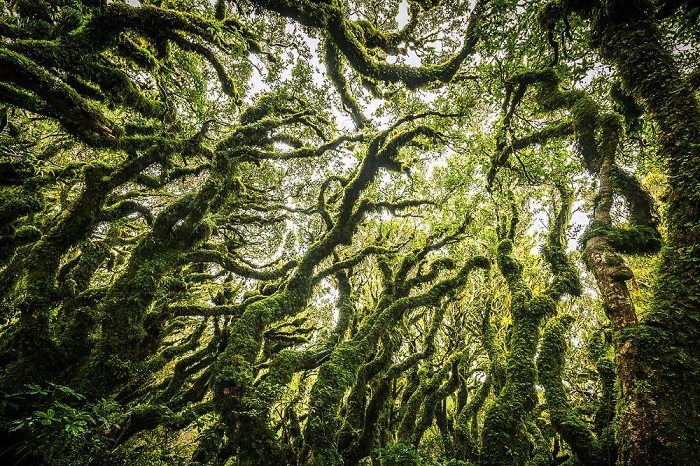 Goblin là rừng rêu đẹp trên thế giới với lớp rêu xanh dày đặc 
