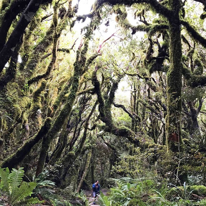 Goblin là rừng rêu đẹp trên thế giới mà bạn nên khám phá 