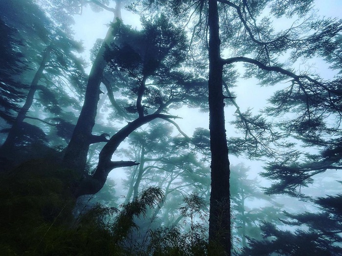 Hemlock là rừng rêu đẹp trên thế giới mang vẻ đẹp ma mị