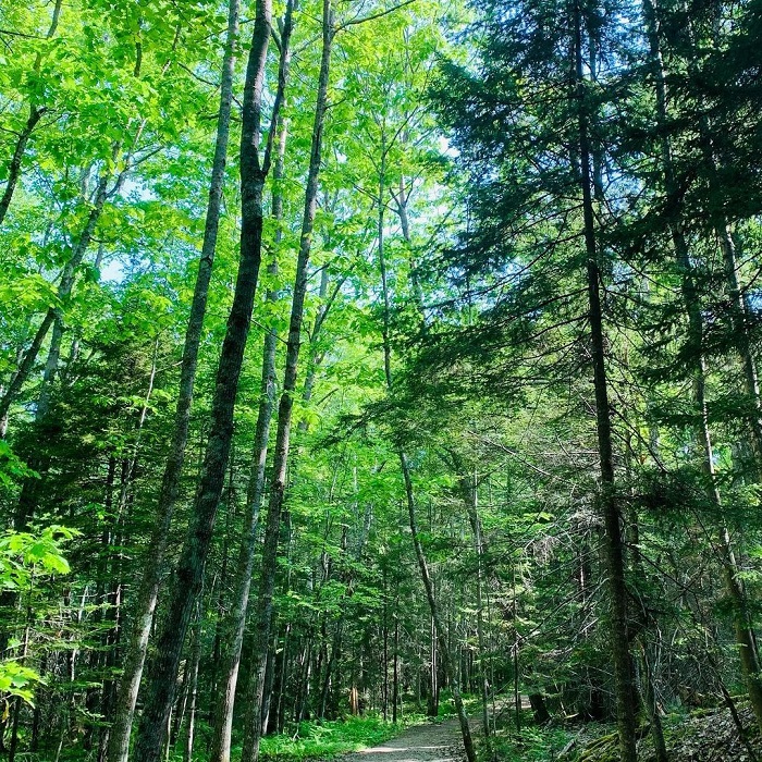 Hemlock là rừng rêu đẹp trên thế giới mang một vẻ đẹp ấn tượng