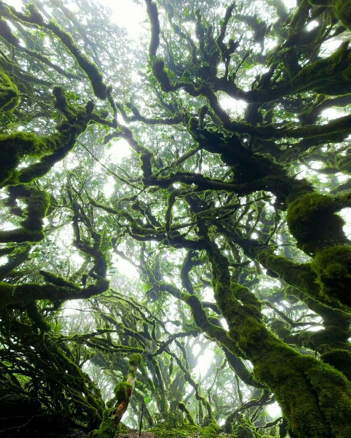 Tà Xùa là rừng rêu đẹp trên thế giới nằm ngay tại Việt Nam