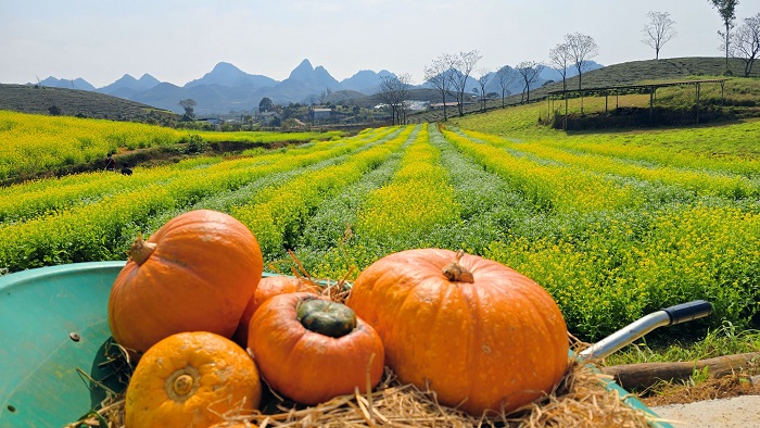 Lỏi Tươi Farm Mộc Châu có diện tích rộng lớn