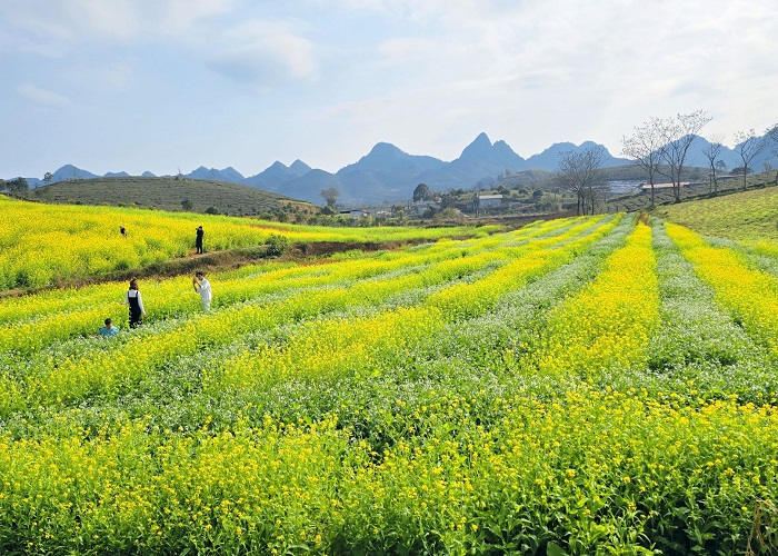 Lỏi Tươi Farm Mộc Châu 