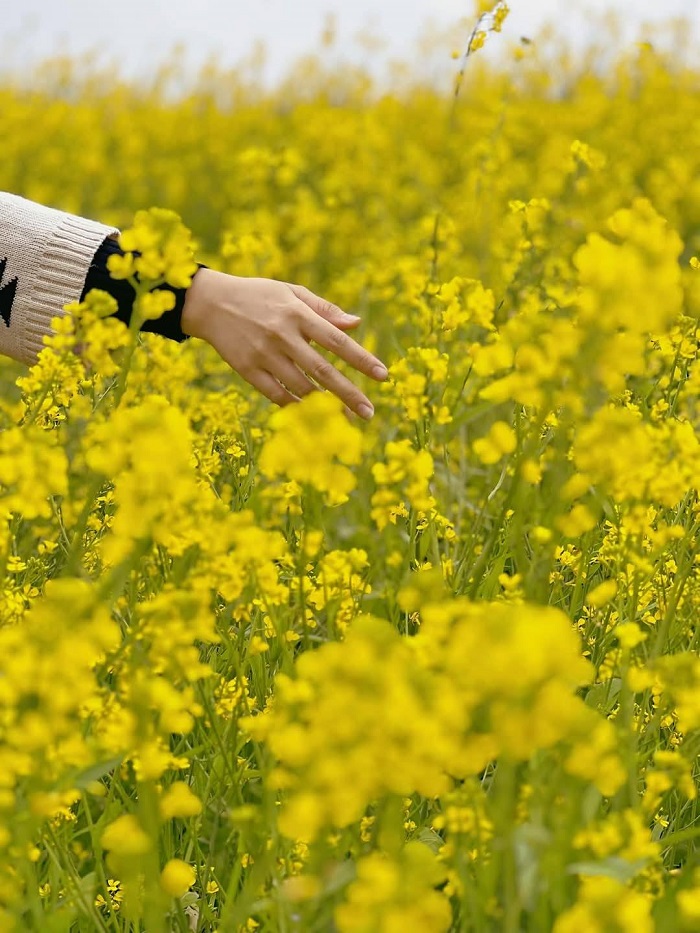 Lỏi Tươi Farm Mộc Châu giá vé 30.000 đồng