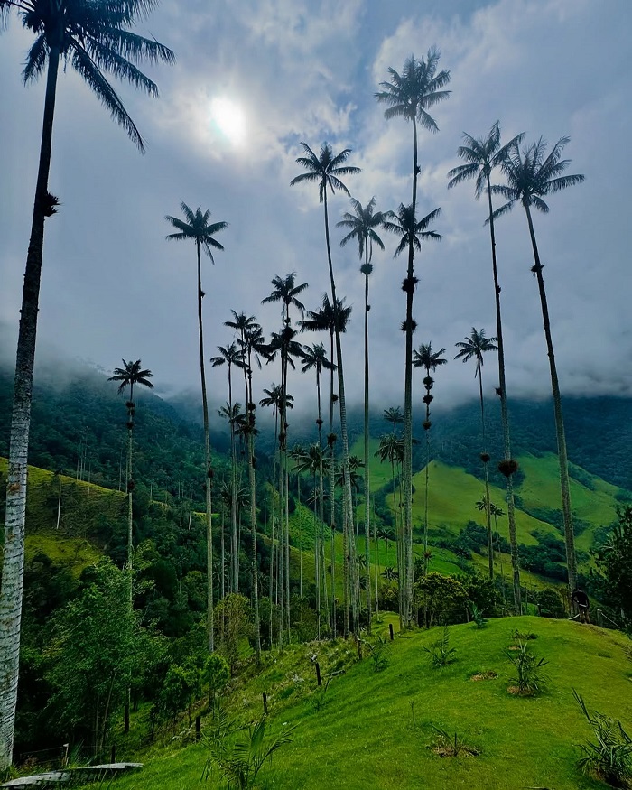 Cocora là một trong những thung lũng đẹp nhất châu Mỹ mà bạn nên khám phá một lần