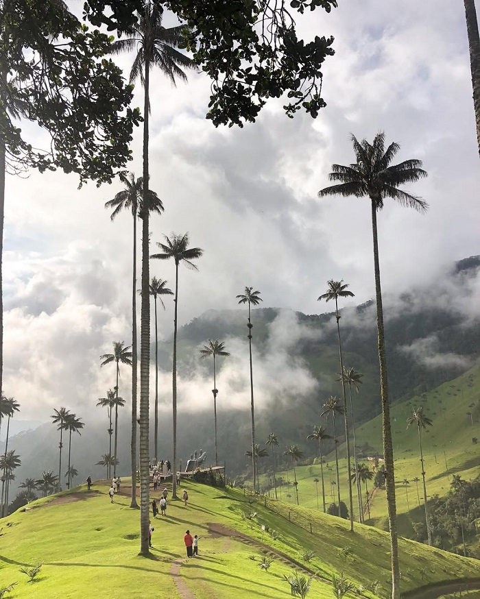Cocora là một trong những thung lũng đẹp nhất châu Mỹ với những rừng cọ xanh