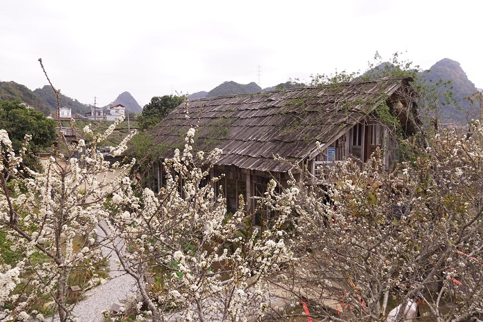 Tiệm Cà Phê Mer Mộc Châu đang vào mùa hoa mận đẹp như tranh