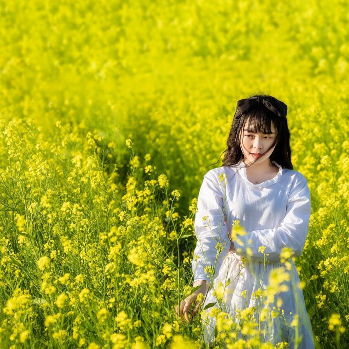 vườn hoa Tết đẹp ở Huế 2026 Hoa cải làng La Chữ 