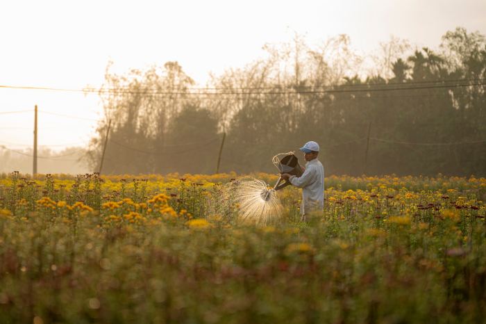vườn hoa Tết đẹp ở Huế 2026 Làng hoa Phú Mậu 