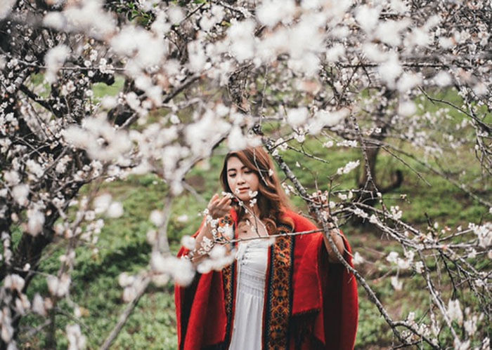 Du lịch Mộc Châu tháng 3 có gì đặc sắc - Sắc trắng pha hồng của hoa ban