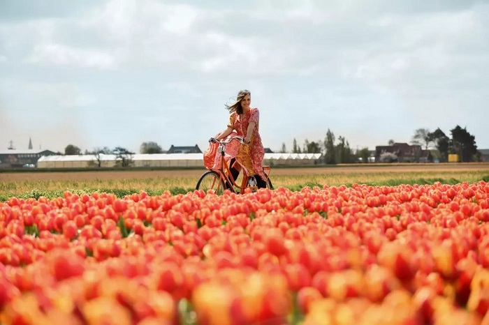 Kinh nghiệm du lịch Hà Lan mùa xuân nên đạp xe khám phá cánh đồng hoa