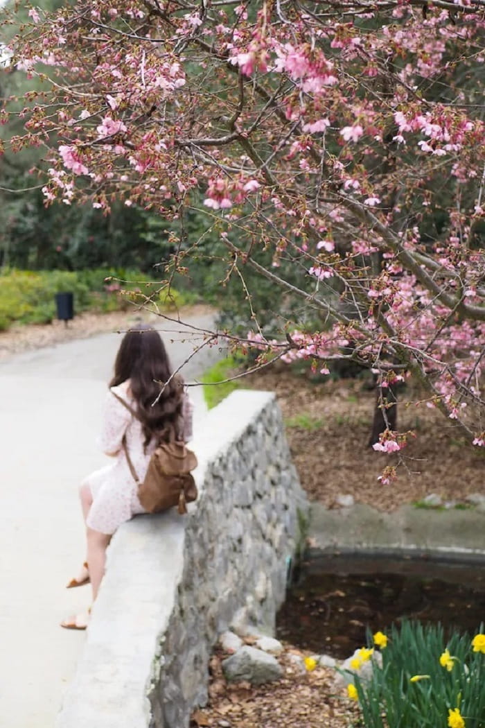 Điểm ngắm hoa anh đào ở Los Angeles