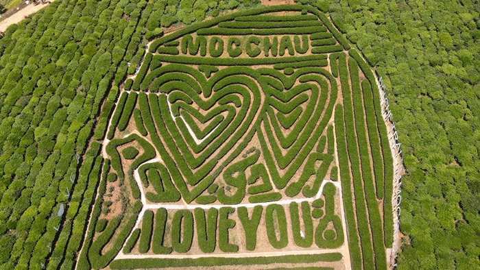 Du lịch Mộc Châu tháng 3 có gì đặc sắc - Đồi chè Trái tim Love Mộc Châu