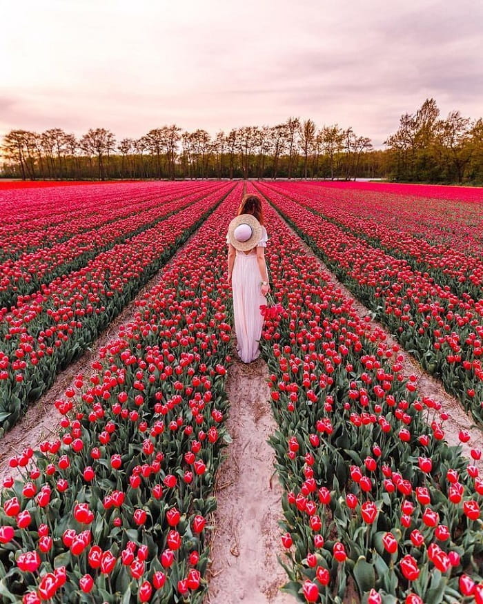Kinh nghiệm du lịch Hà Lan mùa xuân nên Ngắm nhìn những cánh đồng hoa tulip