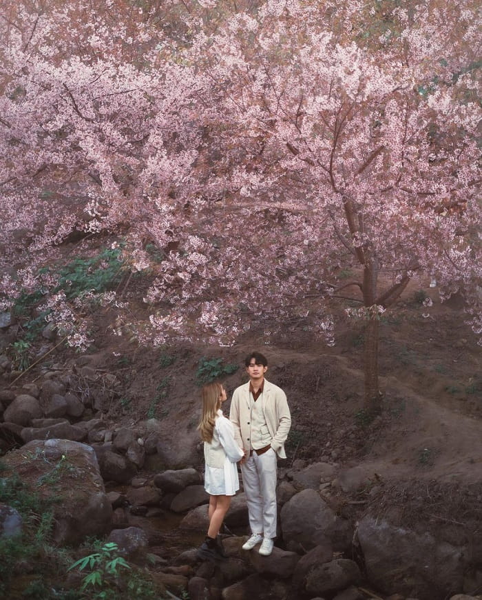 Kinh nghiệm du lịch Chiang Mai mùa xuân