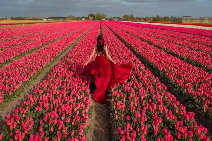 Kinh nghiệm du lịch Hà Lan mùa xuân nên tham gia Lễ hội hoa tuylip