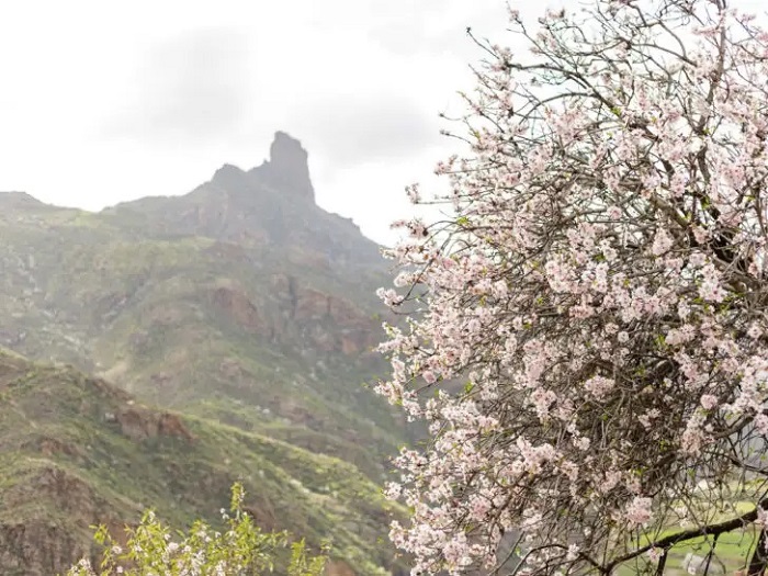 Du lịch Tây Ban Nha mùa xuân nên đi Lễ hội hoa hạnh nhân