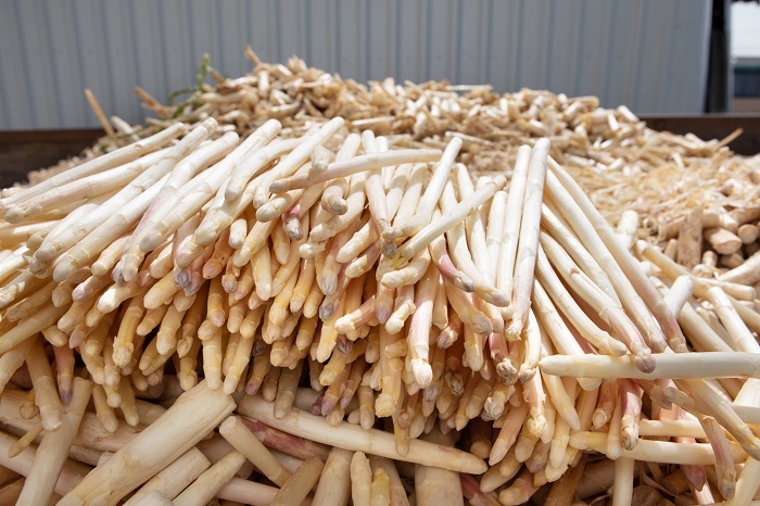 Kinh nghiệm du lịch Đức mùa xuân nên đến Lễ hội măng tây