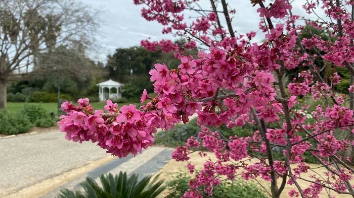 Vườn Bách thảo Bờ biển phía Nam là điểm ngắm hoa anh đào ở Los Angeles