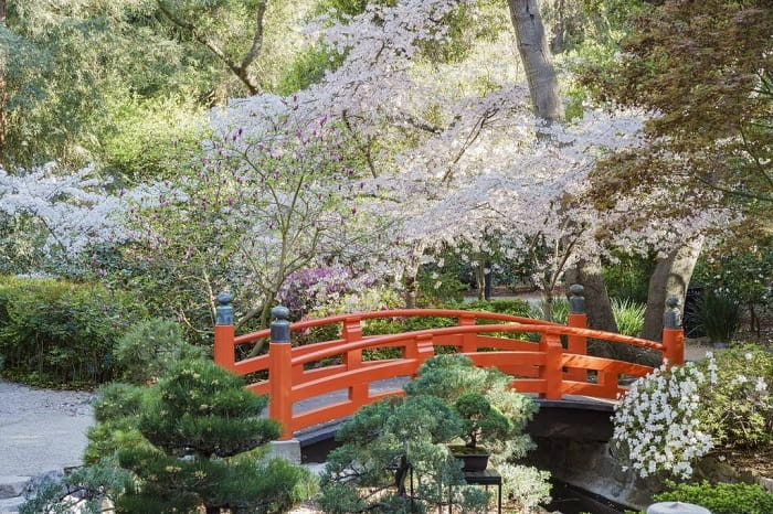 Vườn Descanso là điểm ngắm hoa anh đào ở Los Angeles