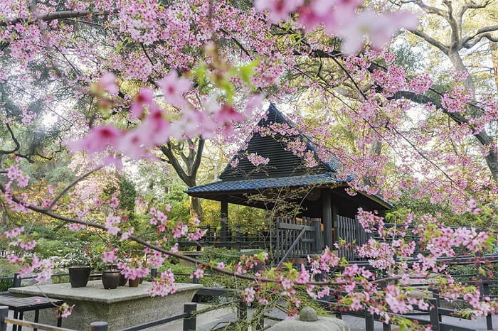 Vườn Nhật Bản là điểm ngắm hoa anh đào ở Los Angeles