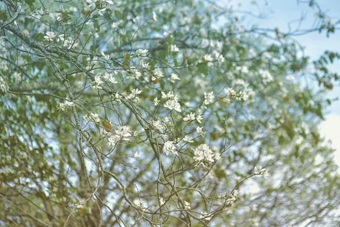 Du lịch Mộc Châu tháng 3 có gì đặc sắc - Mùa hoa mận, hoa đào qua đi