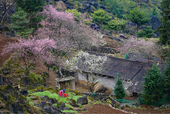 Kinh nghiệm du lịch Hà Giang dịp Tết - thời điểm thích hợp cho những chuyến du xuân