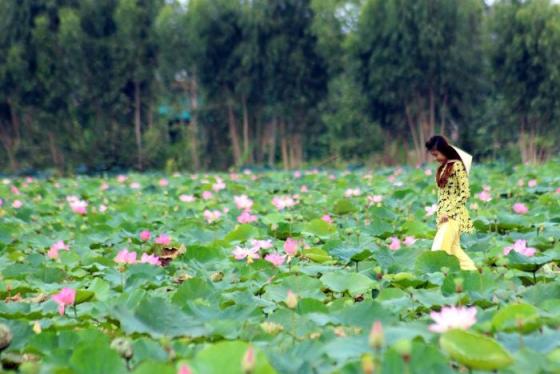 Review Khu du lịch Đồng Sen Tháp Mười có gì mà khiến dân tình mê mẩn?