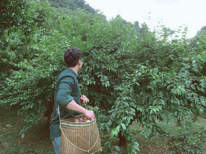 Du lịch Mộc Châu tháng 3 có gì đặc sắc - Trải nghiệm hái mận khi du lịch Mộc Châu