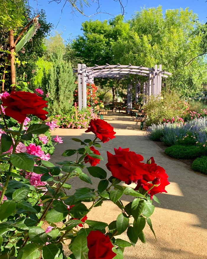Du lịch Las Vegas mùa xuân nên tận hưởng hương hoa hồng tại Springs Preserve