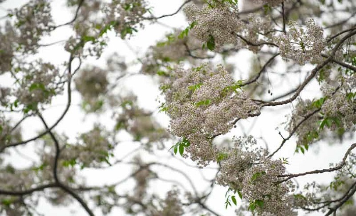 Những mùa hoa gọi tên tháng 3 ở Hà Nội
