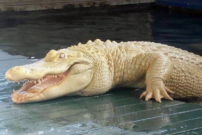 Khám phá thủ đô cá sấu thế giới - công viên cá sấu Gatorland tại Hoa Kỳ