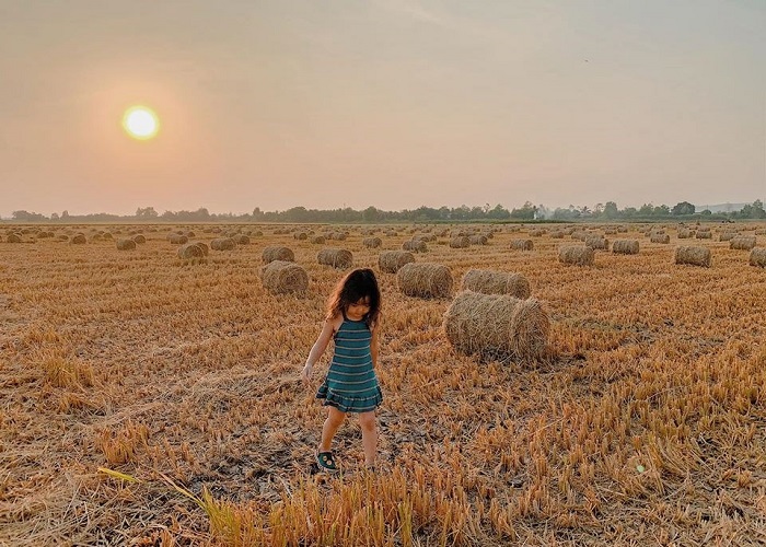 Check-in straw fields near Saigon