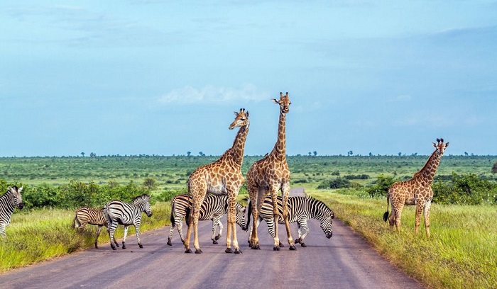 7 trải nghiệm du lịch Nam Phi phải thử nếu bạn là người yêu thiên nhiên