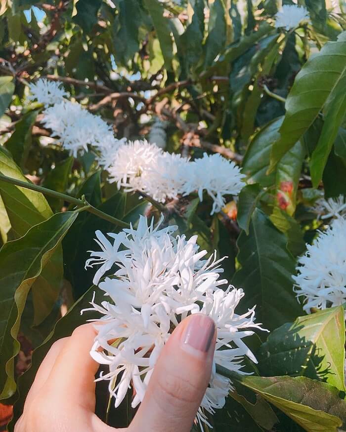 Travel Gia Lai in March to watch coffee flowers bloom all over the earth