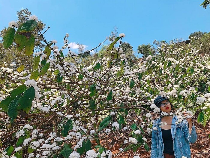 Travel Gia Lai in March to watch coffee flowers bloom all over the earth