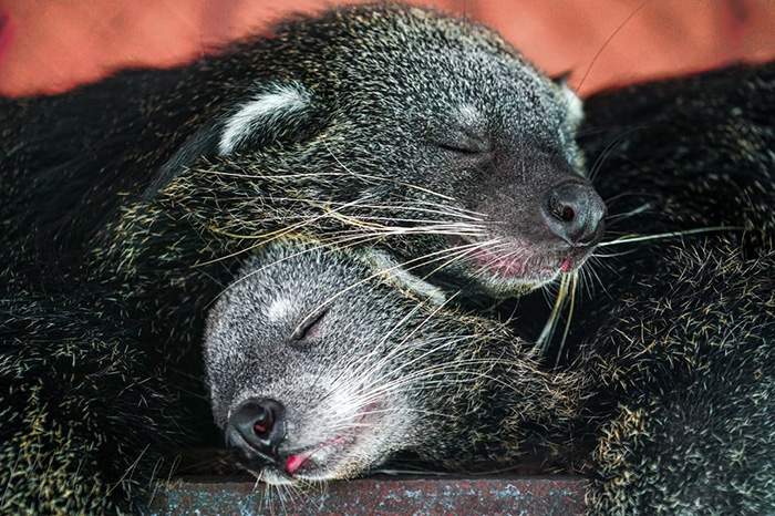 Ngoài việc có rất nhiều rắn, thì nơi đây còn nuôi một số loài động vật khác như chồn hương, gấu chó, hổ...