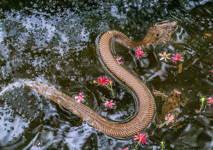 Dong Tam snake farm is known as the kingdom of snakes, including both strong and healthy types of poison located in Tien Giang.  Photo: Nguyen Nhat Minh