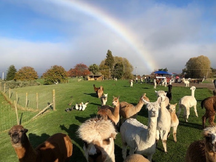 Nông trại Agrodome Rotorua - địa điểm du lịch vui nhộn tại New Zealand