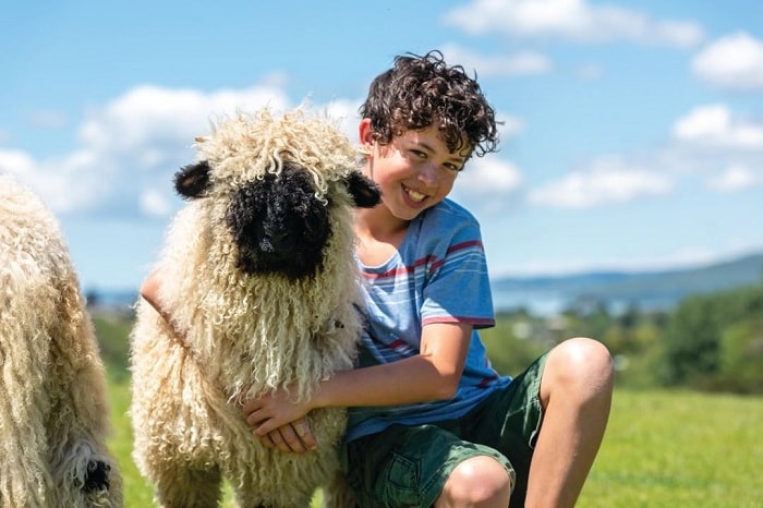 Nông trại Agrodome Rotorua - địa điểm du lịch vui nhộn tại New Zealand