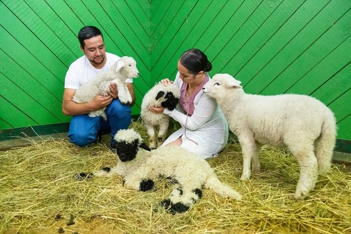 Nông trại Agrodome Rotorua - địa điểm du lịch vui nhộn tại New Zealand