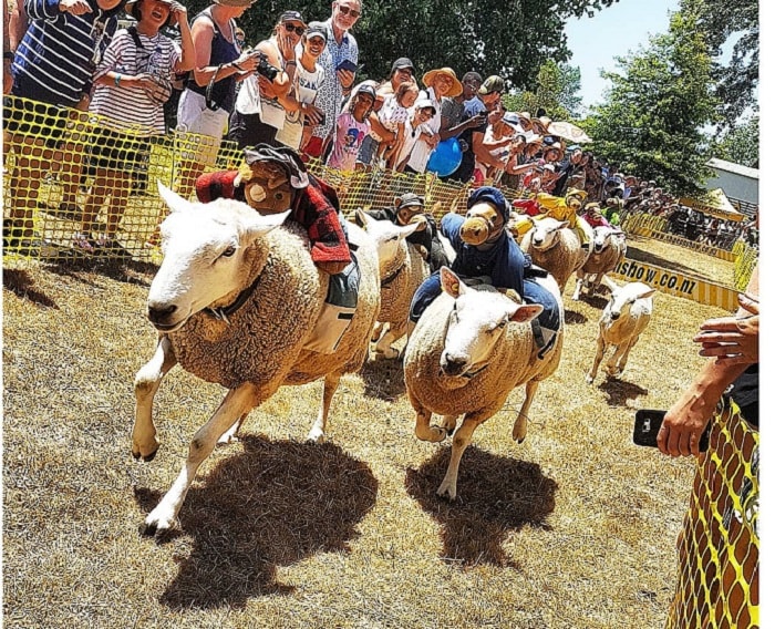 Nông trại Agrodome Rotorua - địa điểm du lịch vui nhộn tại New Zealand