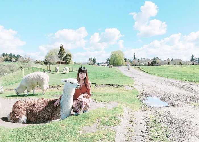 Nông trại Agrodome Rotorua - địa điểm du lịch vui nhộn tại New Zealand