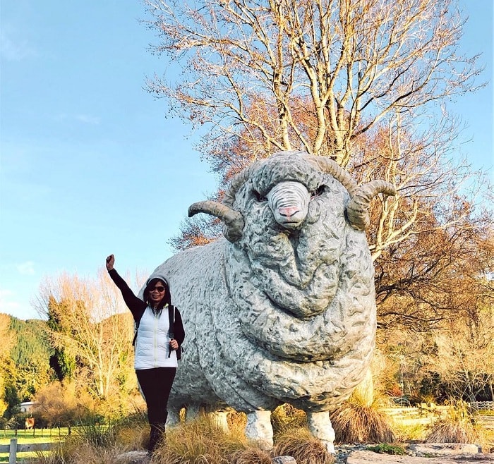 Nông trại Agrodome Rotorua - địa điểm du lịch vui nhộn tại New Zealand