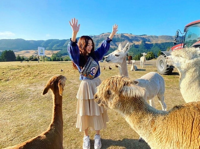 Nông trại Agrodome Rotorua - địa điểm du lịch vui nhộn tại New Zealand
