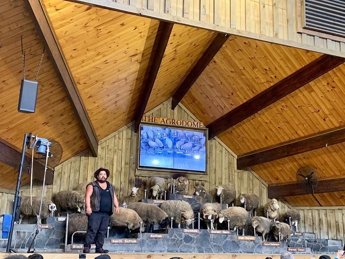 Nông trại Agrodome Rotorua - địa điểm du lịch vui nhộn tại New Zealand