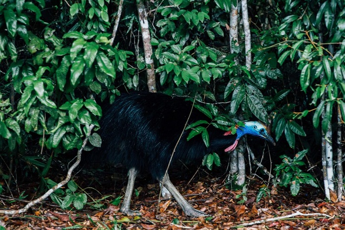 9 trải nghiệm du lịch rừng mưa nhiệt đới Daintree hấp dẫn nhất